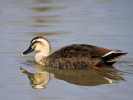 Chinese Spot-Billed Duck (WWT Slimbridge March 2011) - pic by Nigel Key